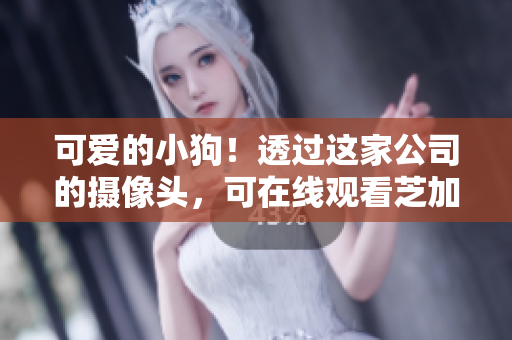 可爱的小狗！透过这家公司的摄像头，可在线观看芝加哥的风景。